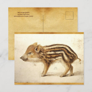 Carte Postale PIGLET DE BARRE SAUVAGE Dessin animal antique Parc