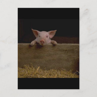 Carte Postale Piglet mignon