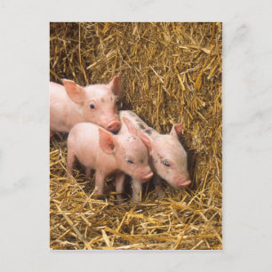 Carte Postale Piglets