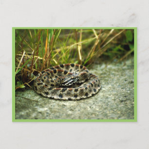 Carte Postale Pigmy Rattlesnake