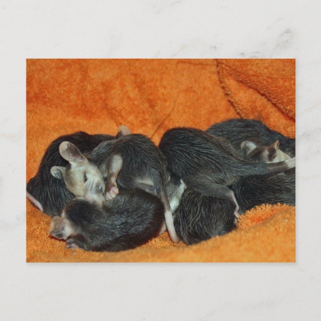 Carte Postale Pile de Baby Opossum (Devant)