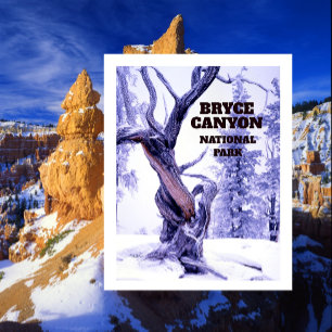 Carte Postale Pin Bristlecone dans la neige d'hiver Bryce Canyon