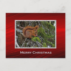 Carte Postale Pin d'écureuil rouge mignon Photo Noël