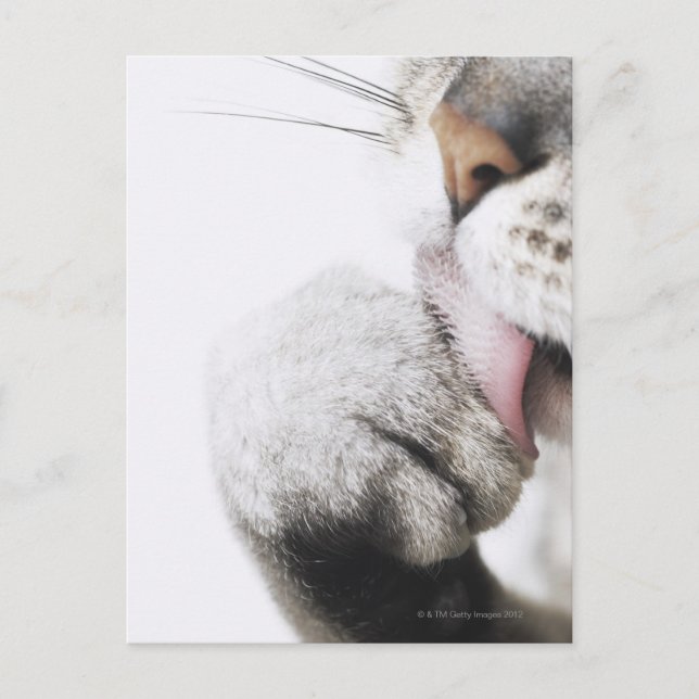 Carte Postale Pince de nettoyage de chats (Devant)