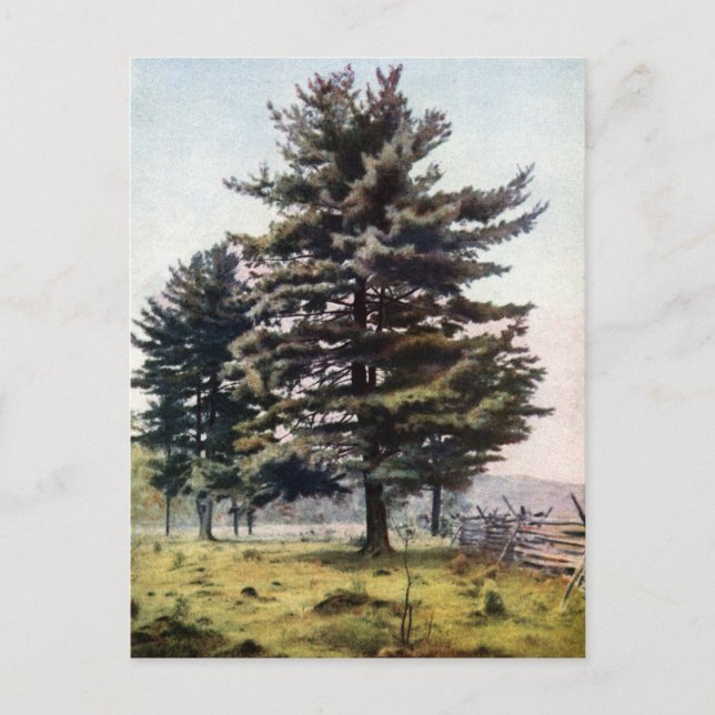 Carte Postale Pinceau blanc majestueux (Devant)