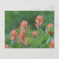 Pinceau indien, Castilleja miniata, Ouray,