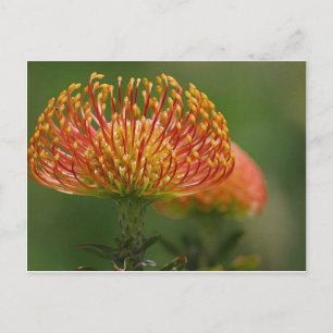 Carte Postale pincushion-protéa