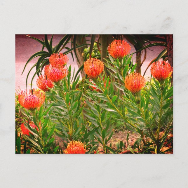 Carte postale Pincushion Tango #1-1 (Devant)