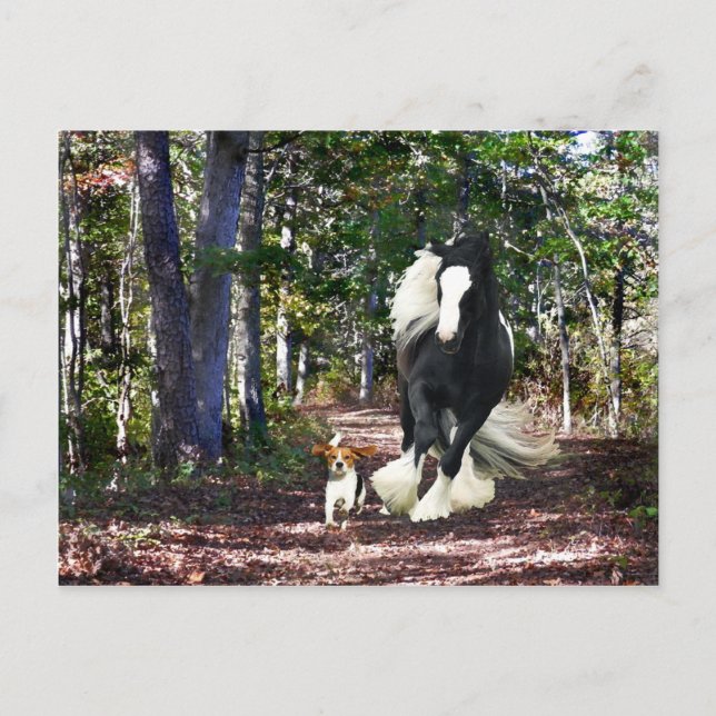 Carte postale "Pine Barrens Run" (Devant)