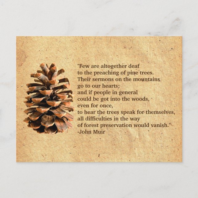 Carte Postale Pine Cone Et John Muir Citation (Devant)