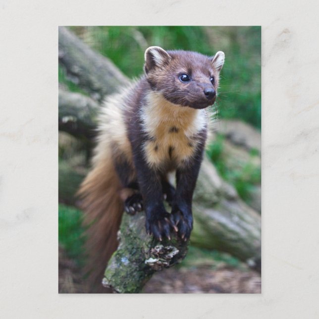 Carte postale Pine Marten (Devant)