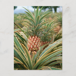 Carte Postale Pineapple Field