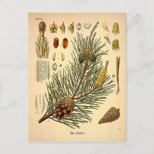Carte Postale Pinecone Pine Tree Vintage Botanique Imprimer