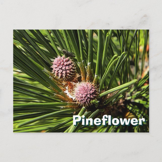 Carte Postale Pinefer (Devant)