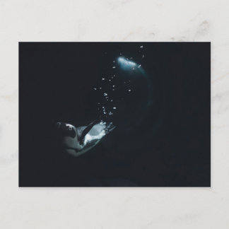 Carte Postale Pingouin