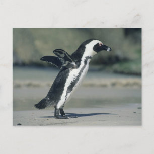 Carte Postale Pingouin africain, (demersus de Spheniscus),