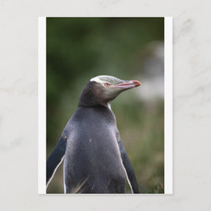 Carte Postale Pingouin aux yeux jaunes Nouvelle-Zélande