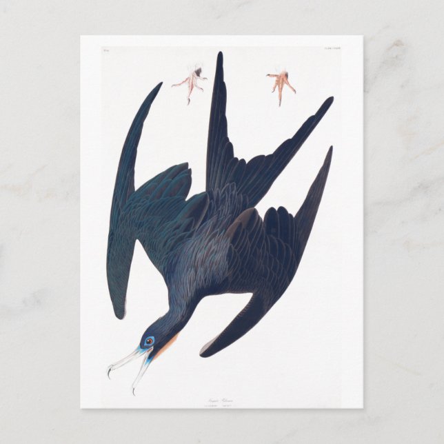 Carte Postale Pingouin de frégate (Devant)