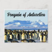 Carte Postale Pingouin de l'Antarctique