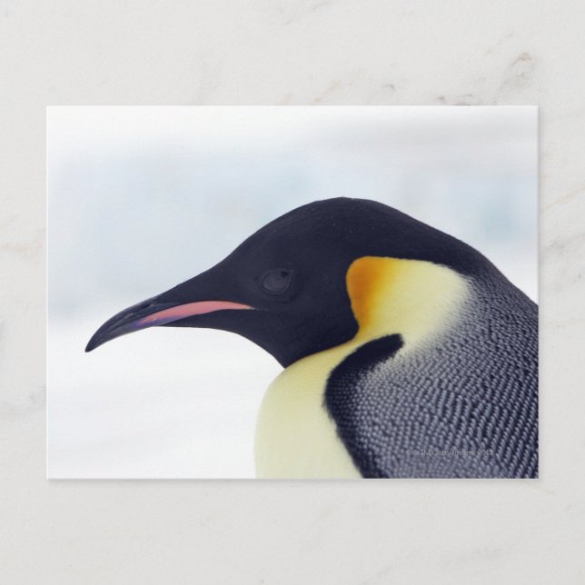 Carte Postale Pingouin d'empereur, île de colline de neige (Devant)