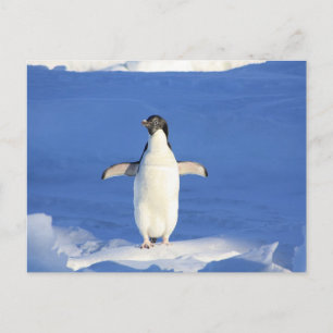Carte Postale Pingouin drôle sur la glace