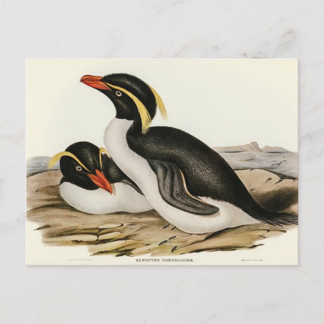 Carte Postale Pingouin en cage par Elizabeth Gould (Devant)
