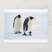 Pingouin gelé neige oiseau météo mignon animaux