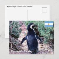 Pingouin magélique dans la péninsule Valdes - Arge