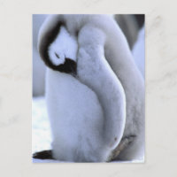 Pingouin | Péninsule Antarctique, mer de Weddell