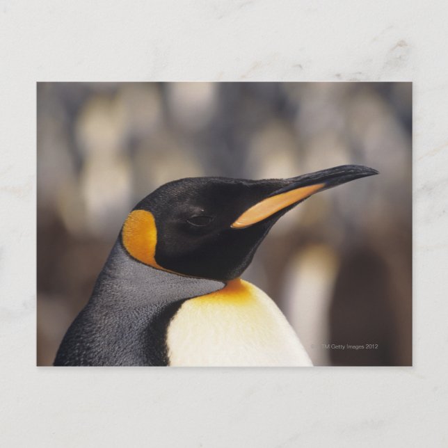 Carte Postale Pingouin roi (Aptérodytes patagonicus) (Devant)
