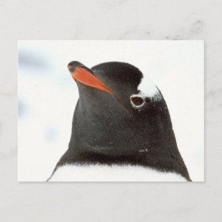 Carte Postale Pingouin-tastic