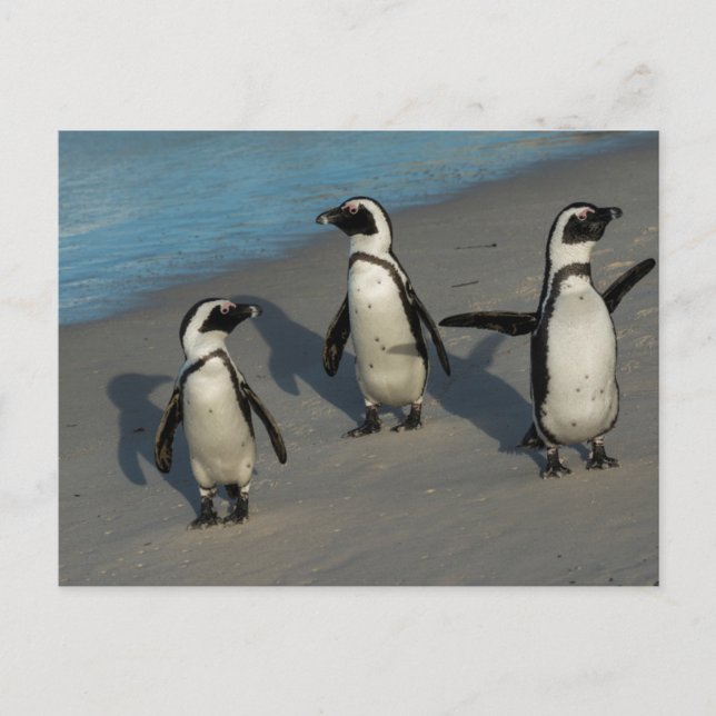 Carte Postale Pingouins africains | Spheniscus Demersus (Devant)