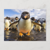 Carte Postale Pingouins cool