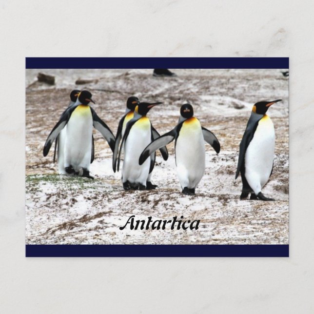 Carte Postale Pingouins dans l'Antarctique frigide (Devant)