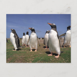 Carte Postale Pingouins de réunion