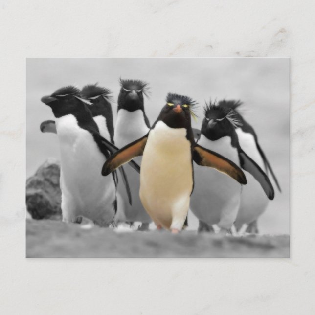 Carte Postale Pingouins de Rockhopper (Devant)