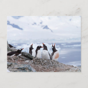 Carte Postale Pingouins en Antarctique