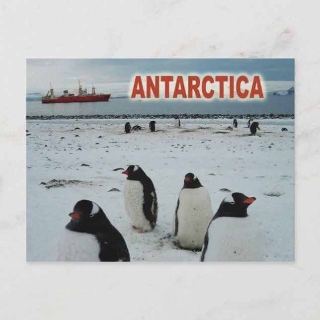 Carte Postale Pingouins Gentoo, péninsule Antarctique (Devant)