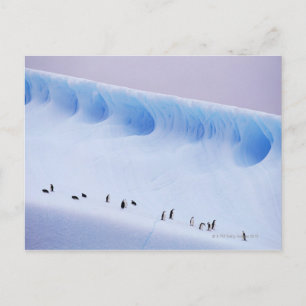 Carte Postale Pingouins   Iles d'Orkney Sud