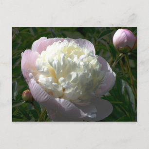 Carte postale Pink and Cream Peonies