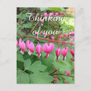 Carte Postale Pink Bleeding Heart Photo De Vous