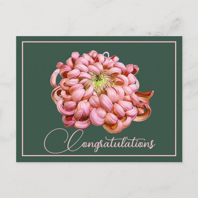 Carte Postale Pink Chrysanthemum Green Backdrop Félicitations (Devant)
