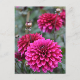 Carte postale Pink Dahlia Floral