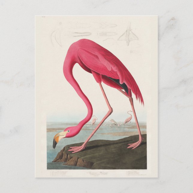 Carte Postale Pink Flamingo, Birds of America by J.J. Audubon (Devant)