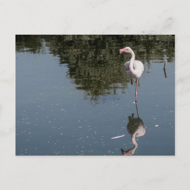 Carte Postale pink flamingo in the water (Devant)