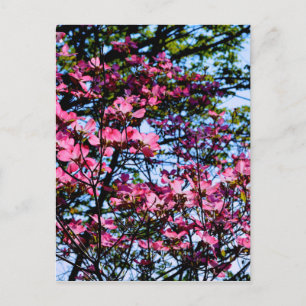 Carte Postale Pink flowering Dogwood tree