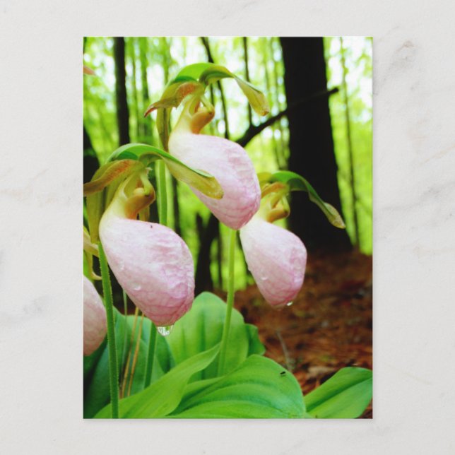 Carte Postale Pink Lady Slipper sauvage orchidée (Devant)