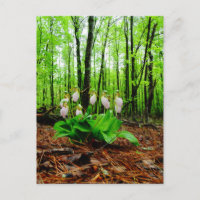 Pink Lady Slipper sauvage orchidée