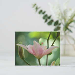 Carte Postale Pink Lily-Bokeh par Shirley Taylor
