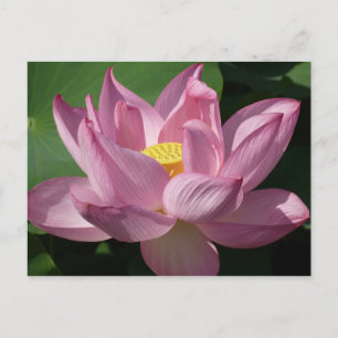Carte Postale Pink Lotus Flower IV